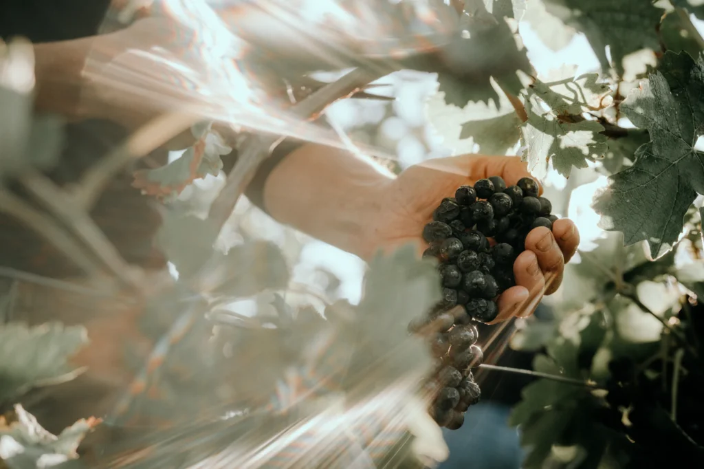 bickensohler weinvogtei