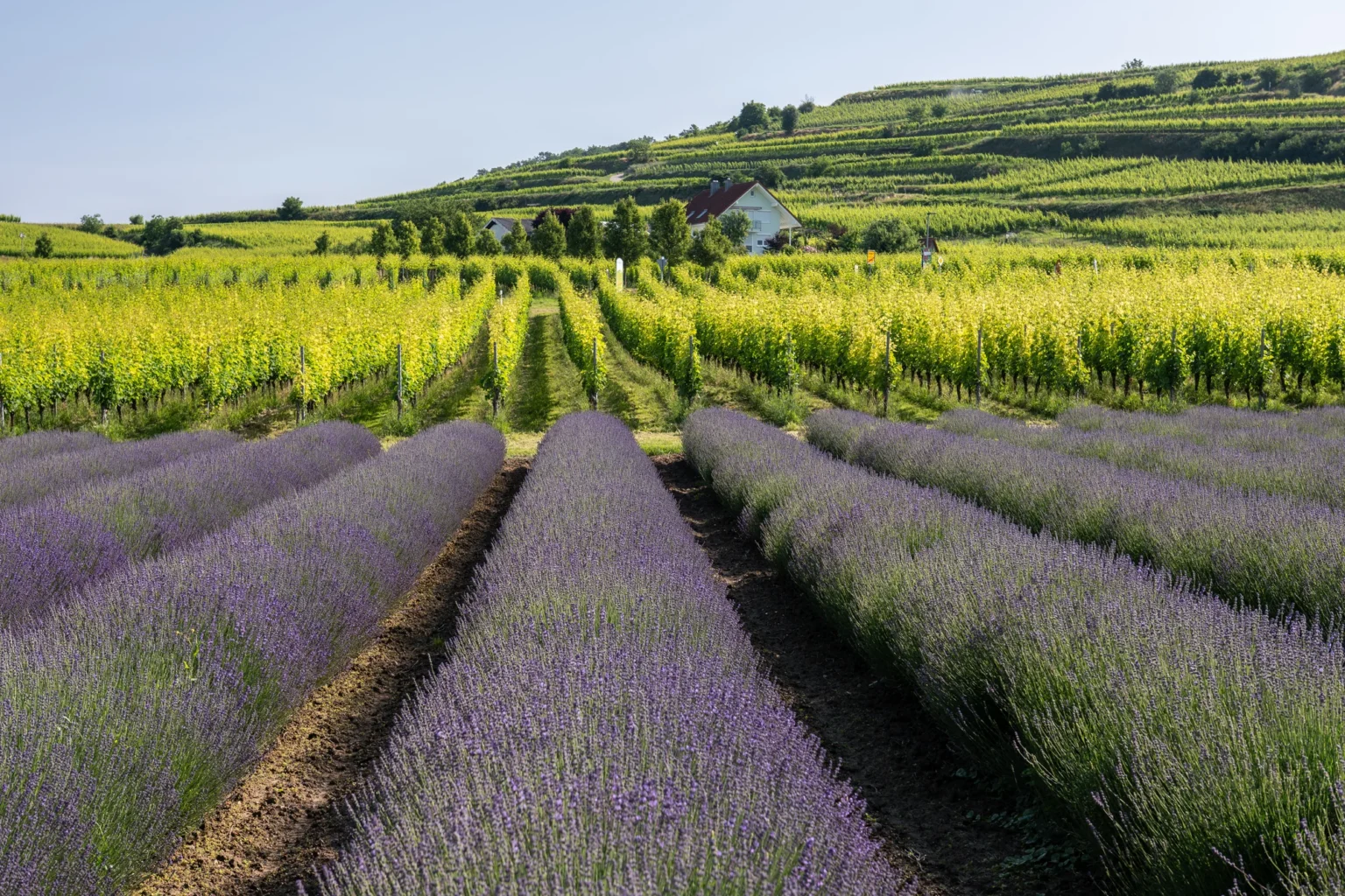 kaiserstuhl lavendel
