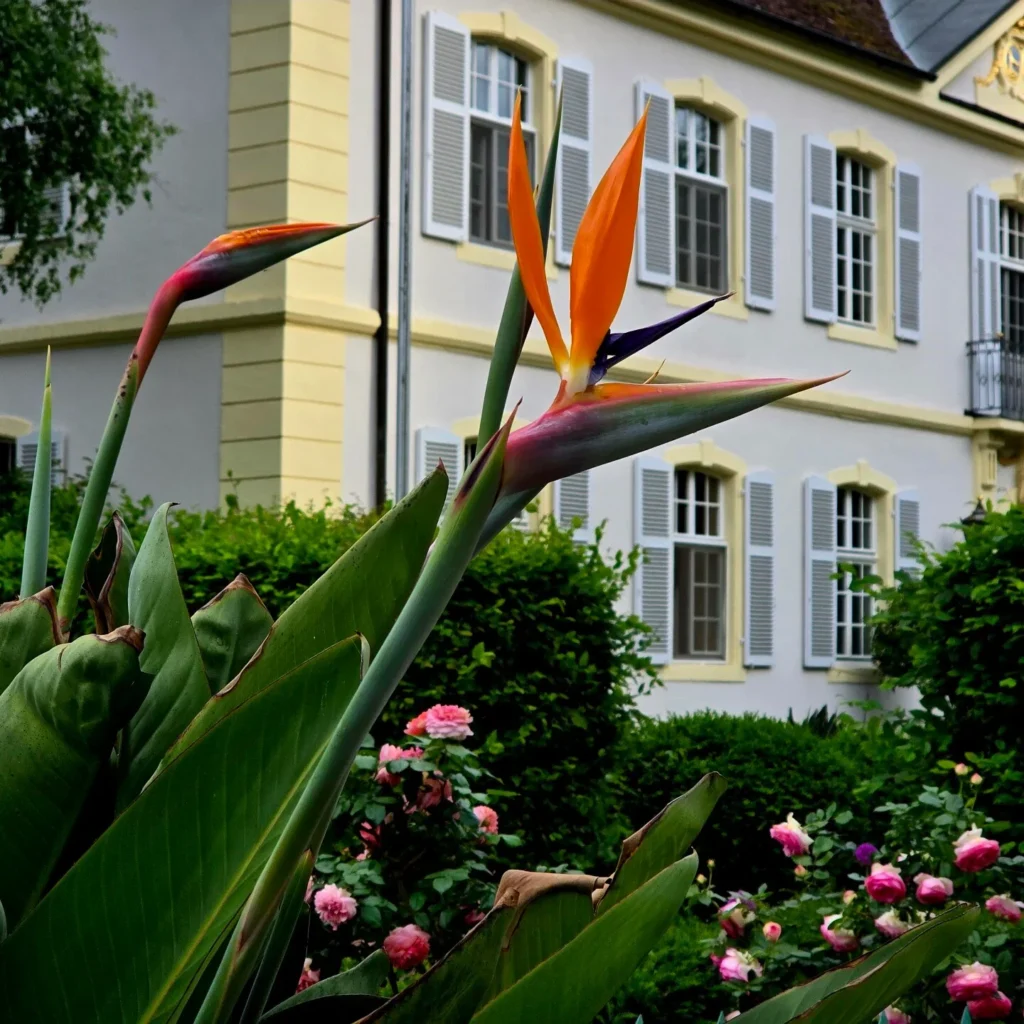 schloss rimsingen – fine apartments