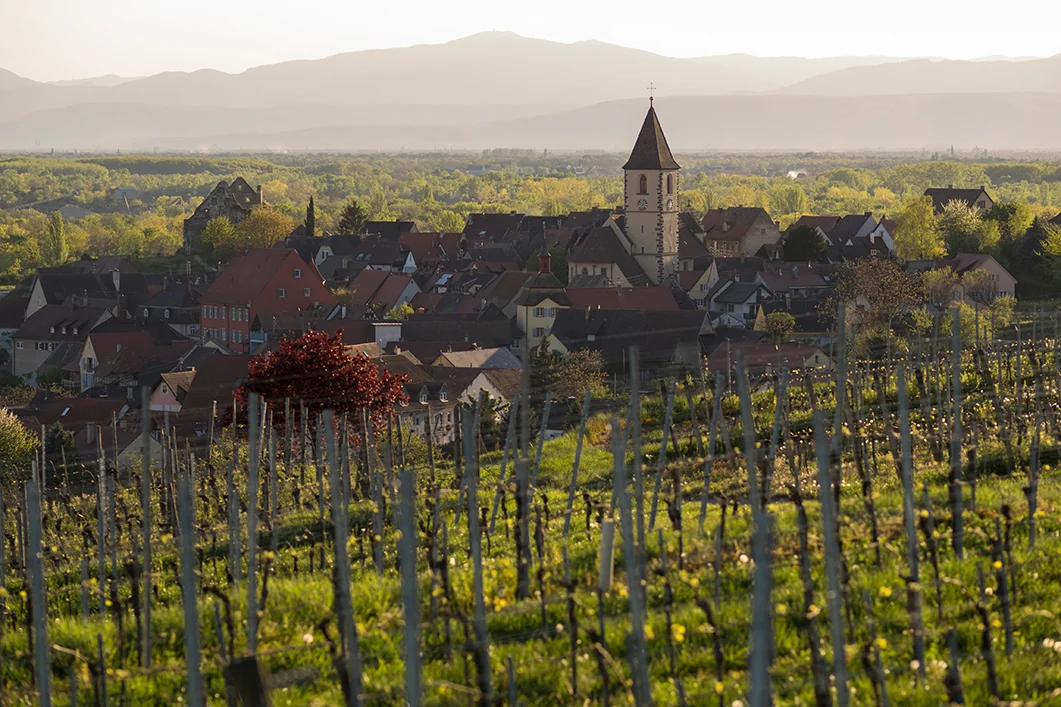 weingut bercher