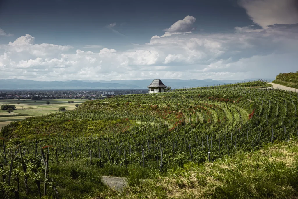 weingut dr. heger