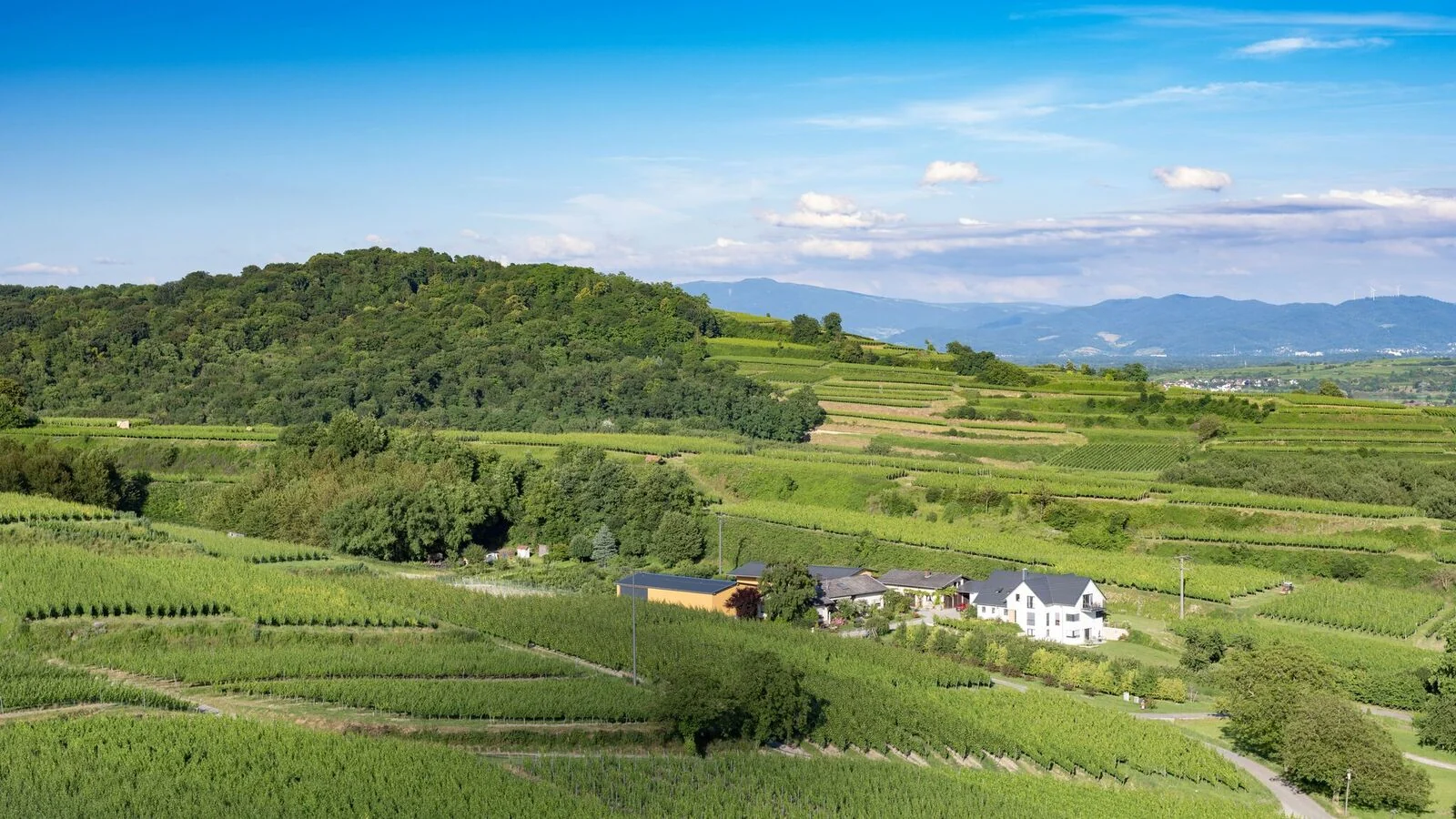 weingut konstanzer