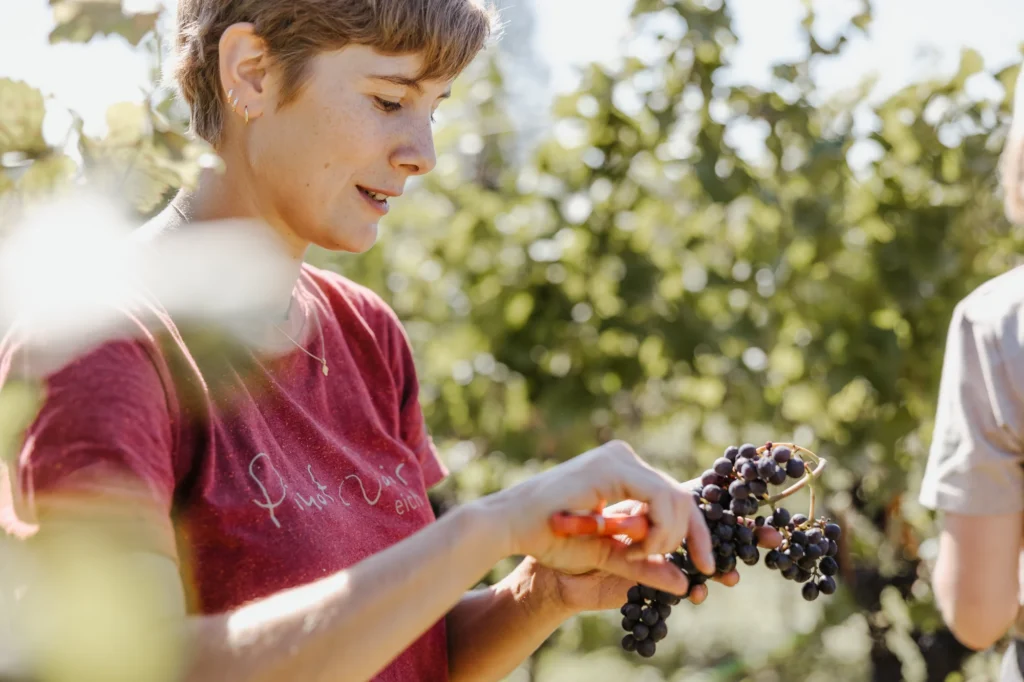 weingut schlumberger