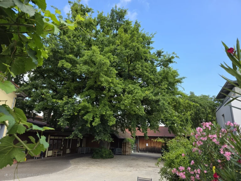 weingut schneider