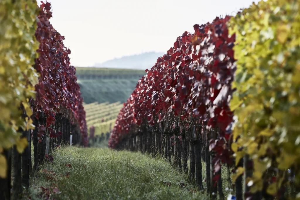 weingut schneider
